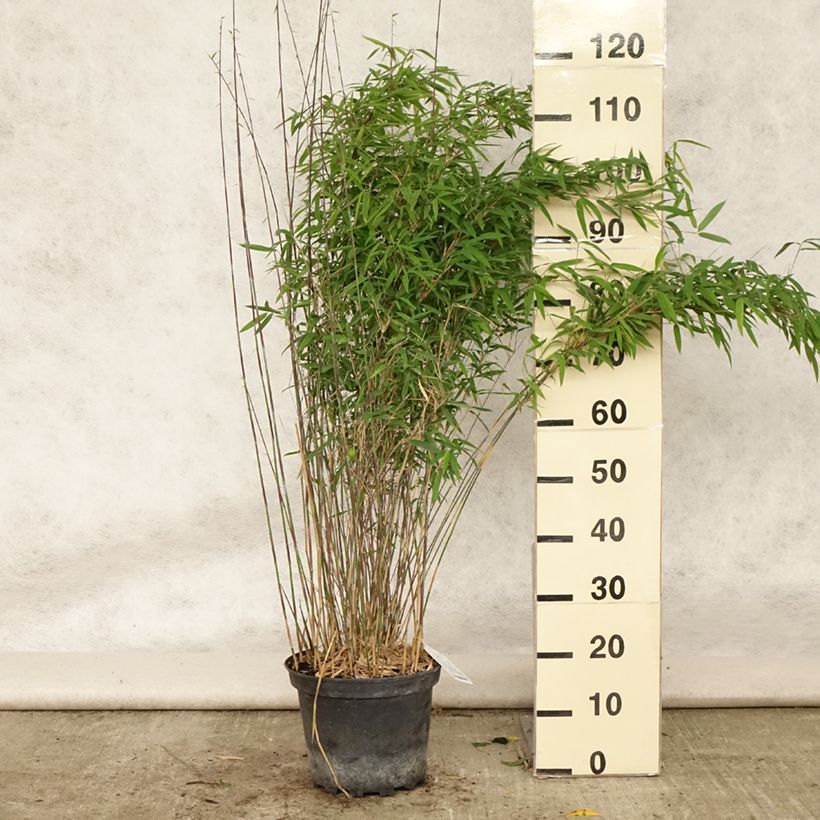 Spécimen de Fargesia nitida Volcano - Bambou non traçant Pot de 2L/3L tel que livré en été
