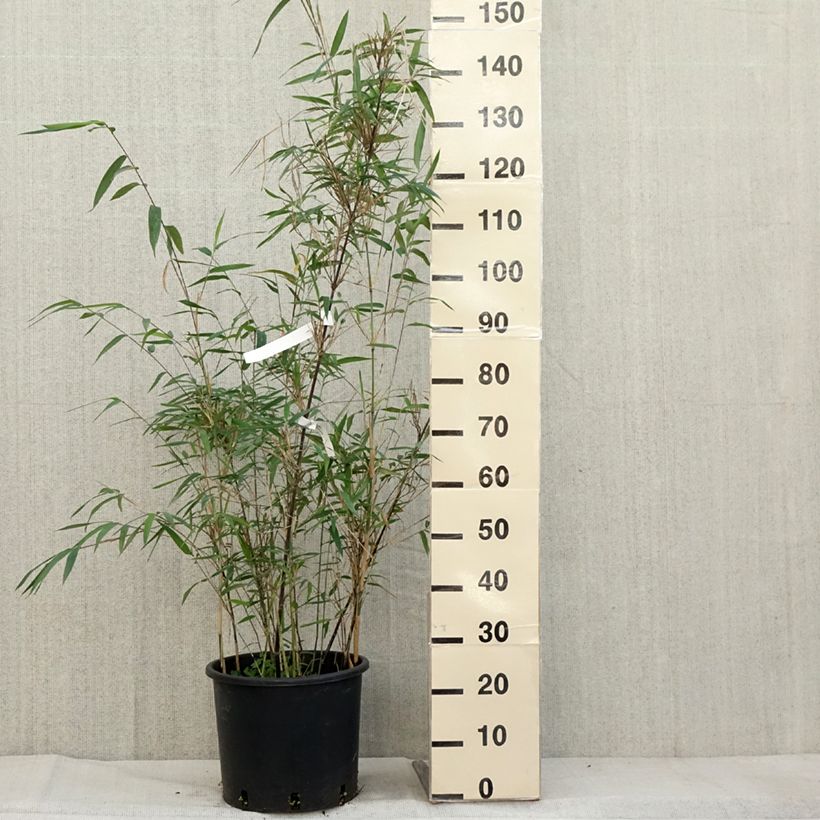 Spécimen de Fargesia papyrifera Blue Dragon - Bambou non traçant Pot de 12L/15L tel que livré en automne