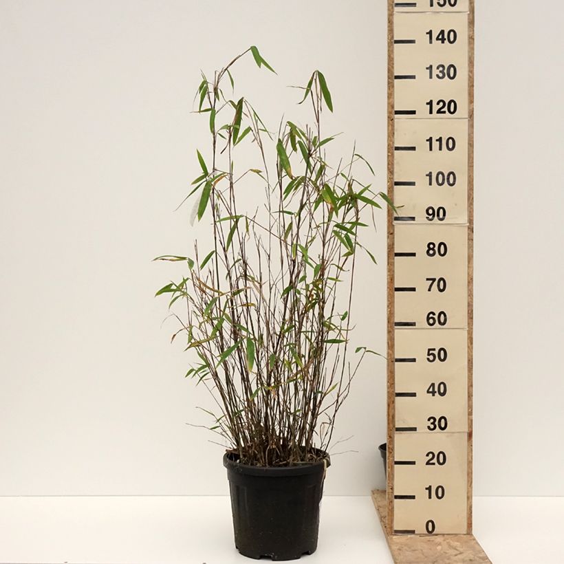 Spécimen de Fargesia papyrifera Blue Dragon - Bambou non traçant pot 12L 150/175 cm tel que livré en hiver