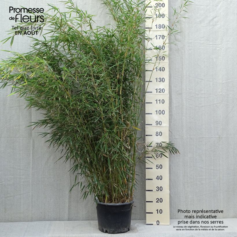 Spécimen de Fargesia robusta - Bambou non traçant Pot de 18L/20L tel que livré en été