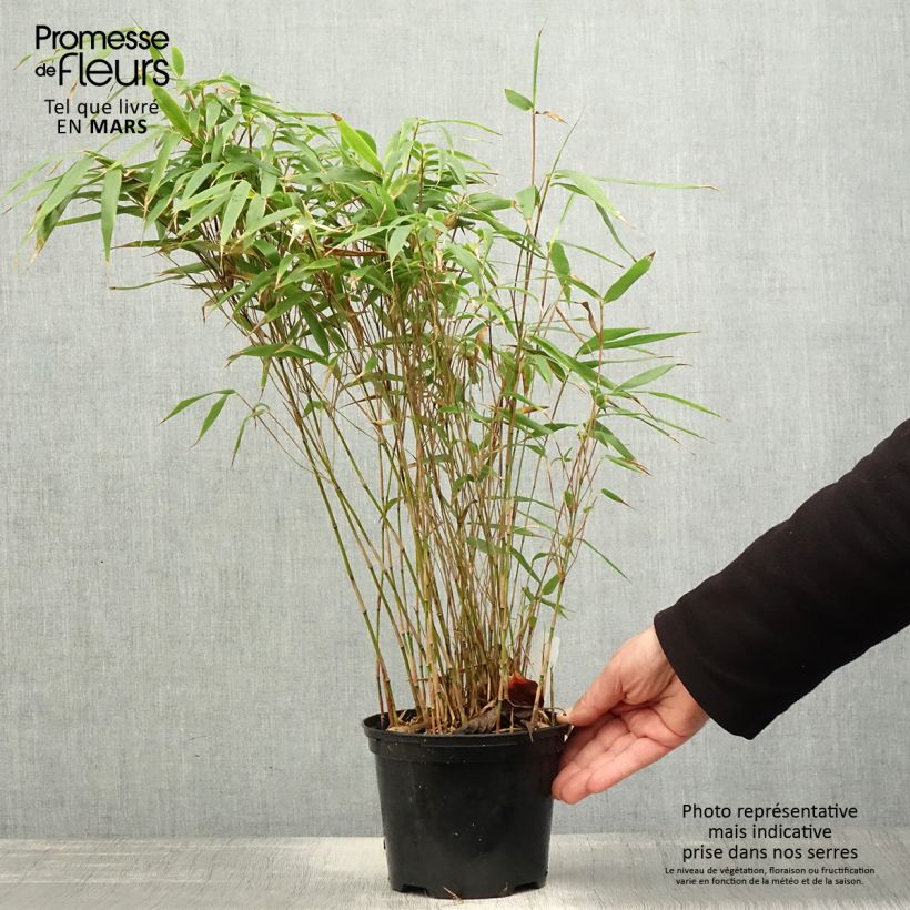 Spécimen de Fargesia robusta Formidable pot de 1.5L/2L tel que livré au printemps