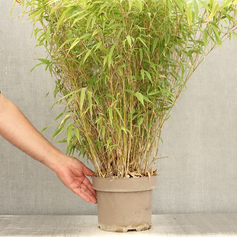 Spécimen de Fargesia robusta Formidable Pot de 4L/5L tel que livré en été