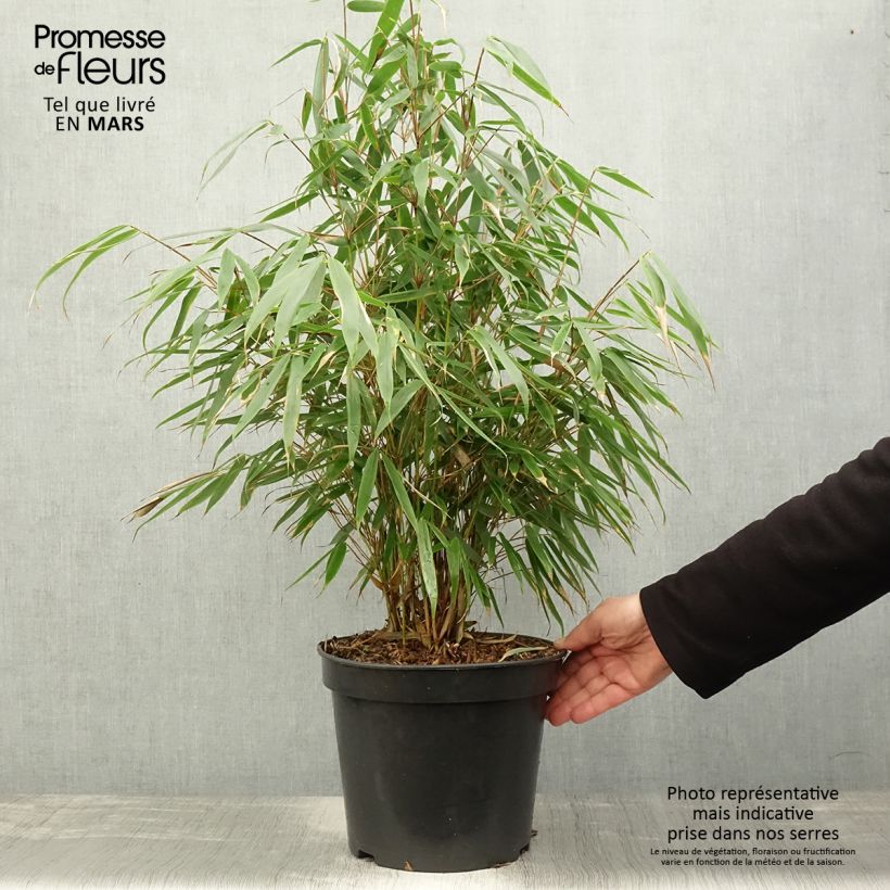 Spécimen de Fargesia robusta Pingwu - Bambou non traçant tel que livré au printemps