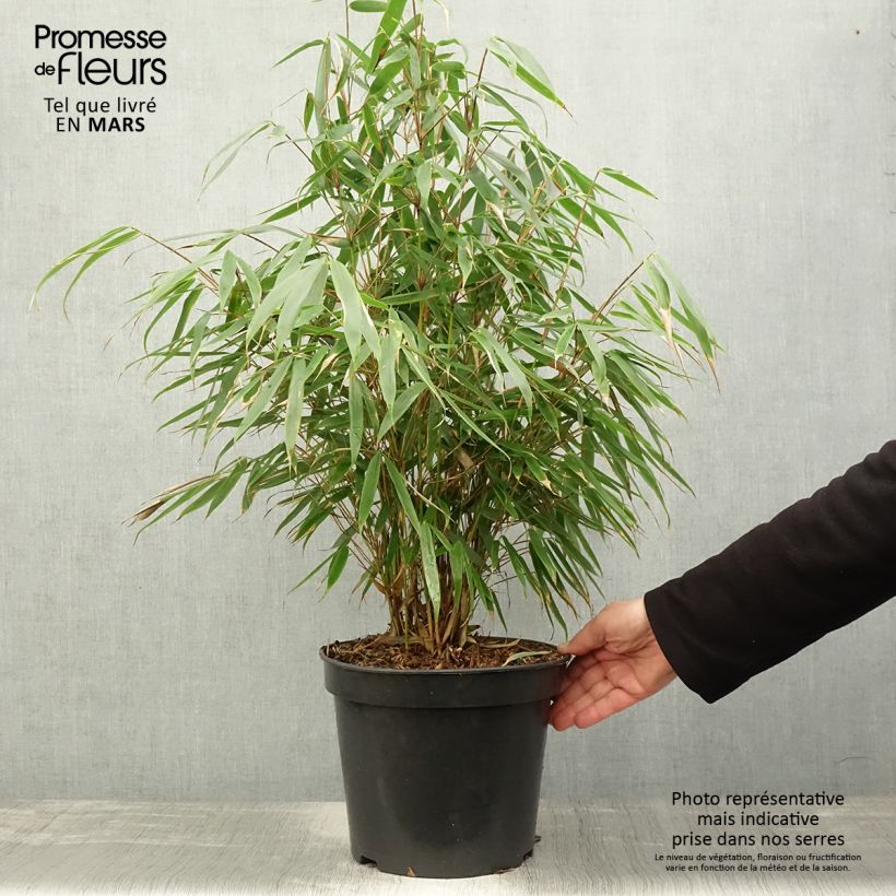Spécimen de Fargesia robusta Pingwu - Bambou non traçant Pot de 2L/3L tel que livré au printemps