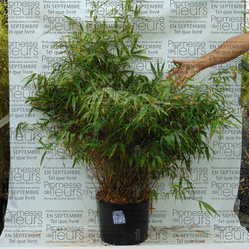 Fargesia robusta Wenchuan - Bambou non traçant (Port)
