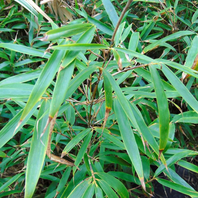 Fargesia robusta Wenchuan - Bambou non traçant (Feuillage)