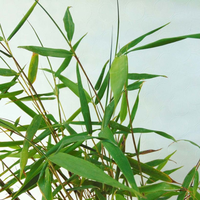Fargesia scabrida Asian Wonder - Bambou non traçant (Feuillage)