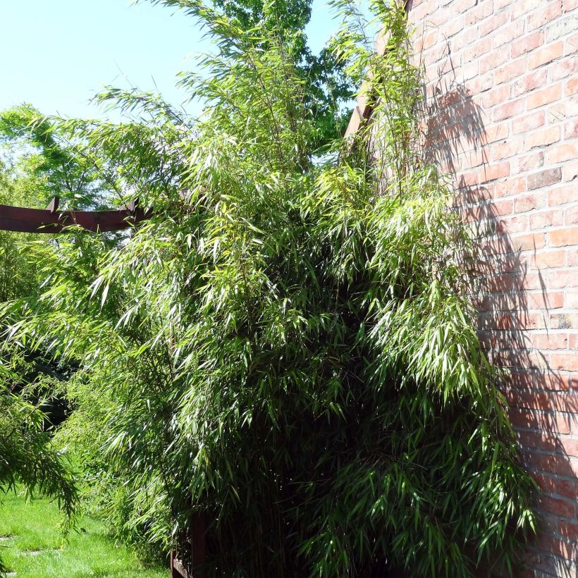 Fargesia scabrida Asian Wonder - Bambou non traçant (Port)