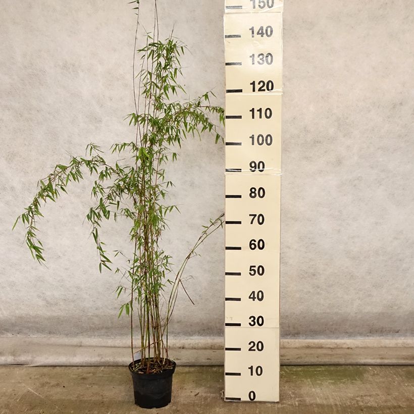 Spécimen de Fargesia sp Jiuzhaigou Deep Purple - Bambou non traçant. Pot de 2L/3L tel que livré en automne