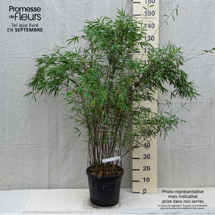 Spécimen de Fargesia Taibashan 2 - Bambou non traçant Pot de 12L/15L tel que livré en été