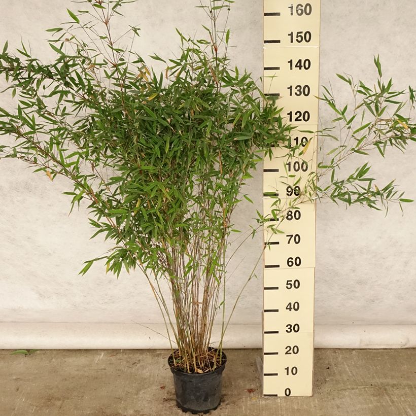 Spécimen de Fargesia Winter Joy - Bambou non traçant Pot de 7,5L/10L tel que livré en été