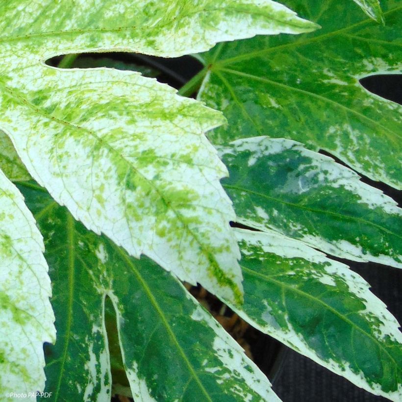 Fatsia japonica Spider's Web - Faux-aralia panaché (Feuillage)