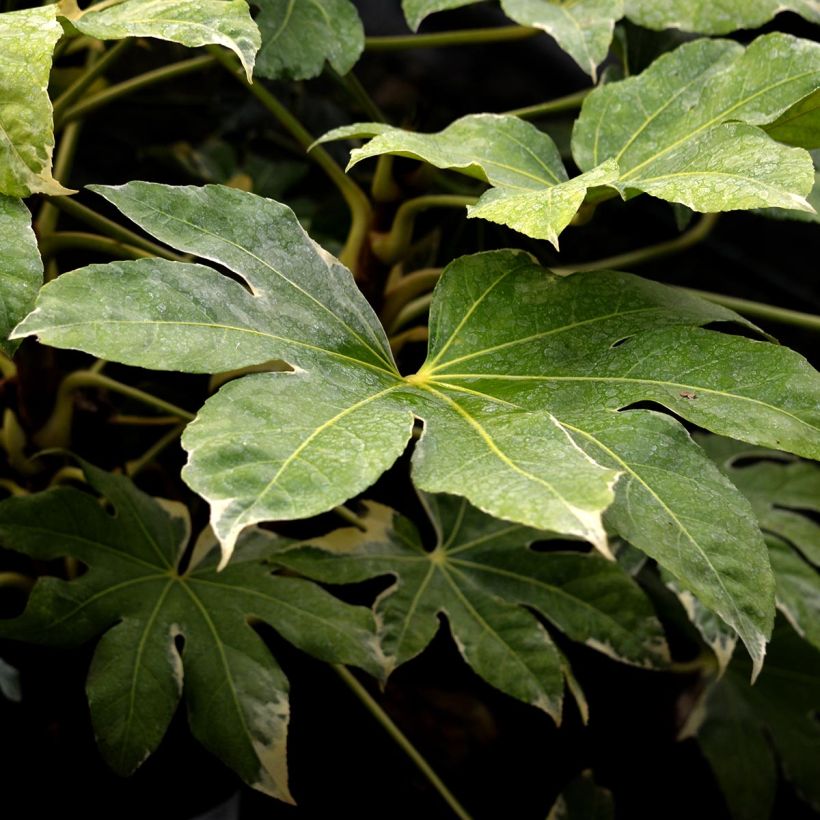 Faux-aralia - Fatsia japonica Variegata (Feuillage)