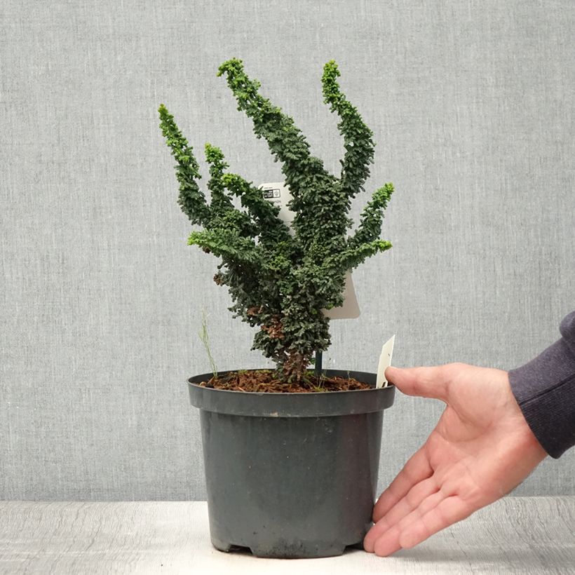 Spécimen de Faux cyprès du Japon - Chamaecyparis obtusa Chirimen Pot de 2L/3L tel que livré en été