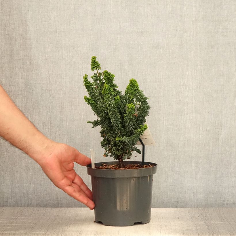 Spécimen de Faux cyprès du Japon - Chamaecyparis obtusa Juniperoides               Pot de 2L/3L tel que livré en été