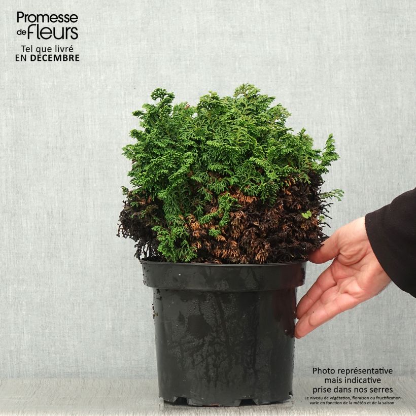 Spécimen de Faux cyprès du Japon - Chamaecyparis obtusa Kosteri Pot de 4L/5L tel que livré en automne