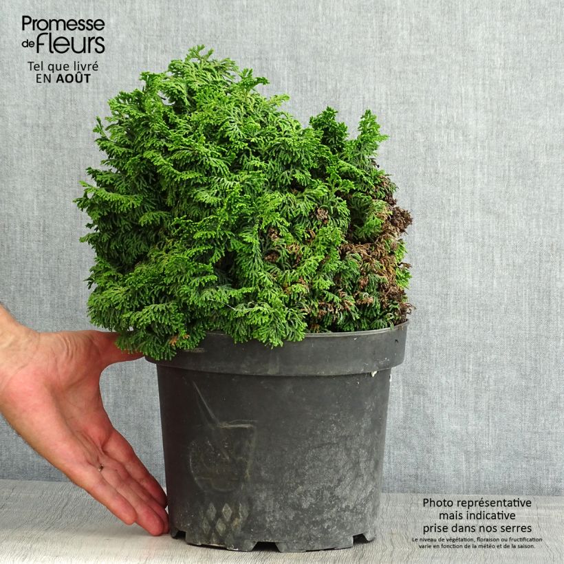 Spécimen de Faux cyprès du Japon - Chamaecyparis obtusa Kosteri Pot de 4L/5L tel que livré en été