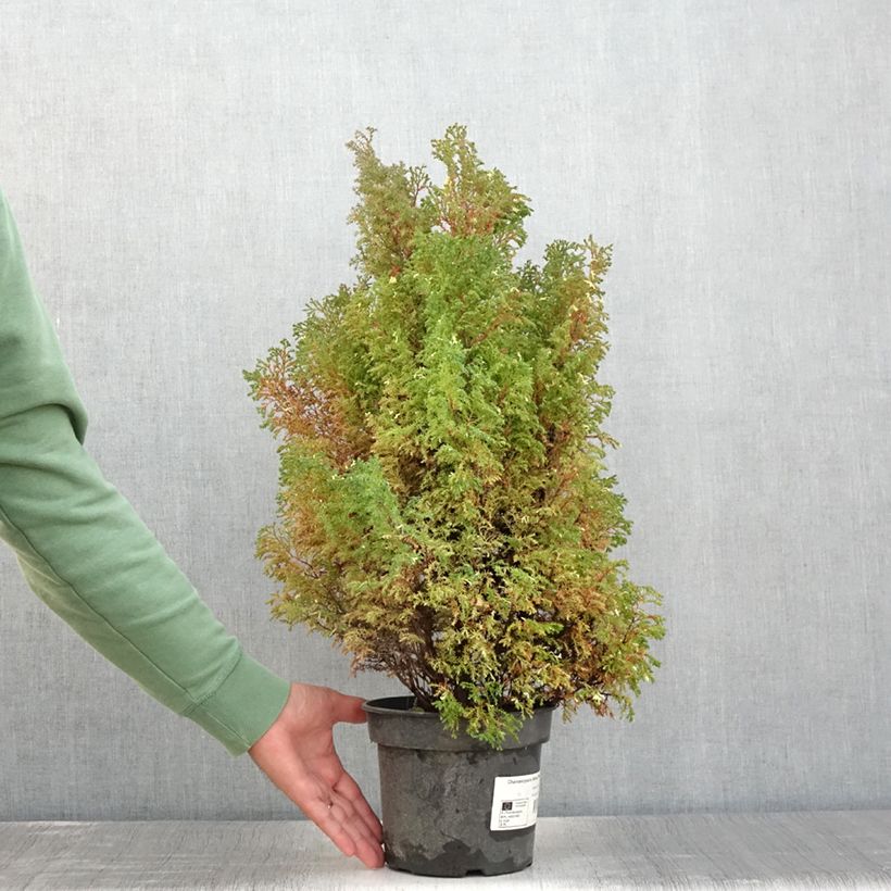 Spécimen de Faux cyprès du Japon - Chamaecyparis obtusa Snowflake Pot de 2L/3L tel que livré en été