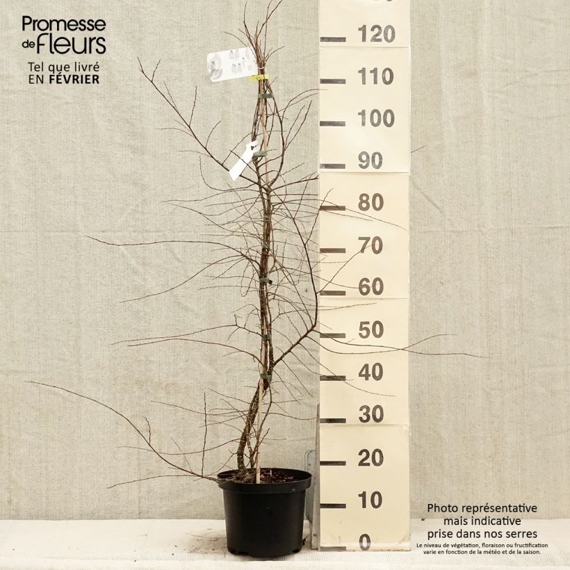 Spécimen de Faux Hêtre austral - Nothofagus antarctica Pot de 5L tel que livré en hiver