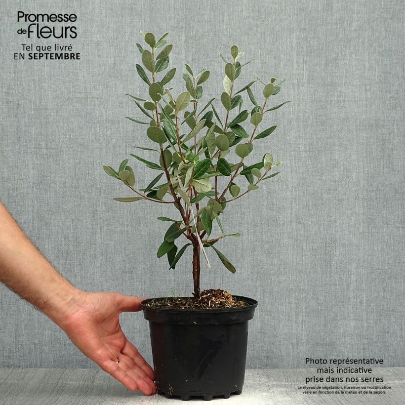 Spécimen de Feijoa ou Acca sellowiana Apollo - Goyavier du Brésil Pot de 3L/4L tel que livré en automne
