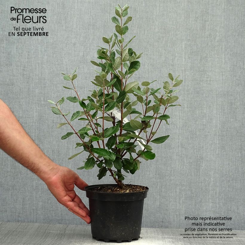 Spécimen de Feijoa ou Acca sellowiana Mammouth - Goyavier du Brésil Pot de 3L/4L tel que livré en automne