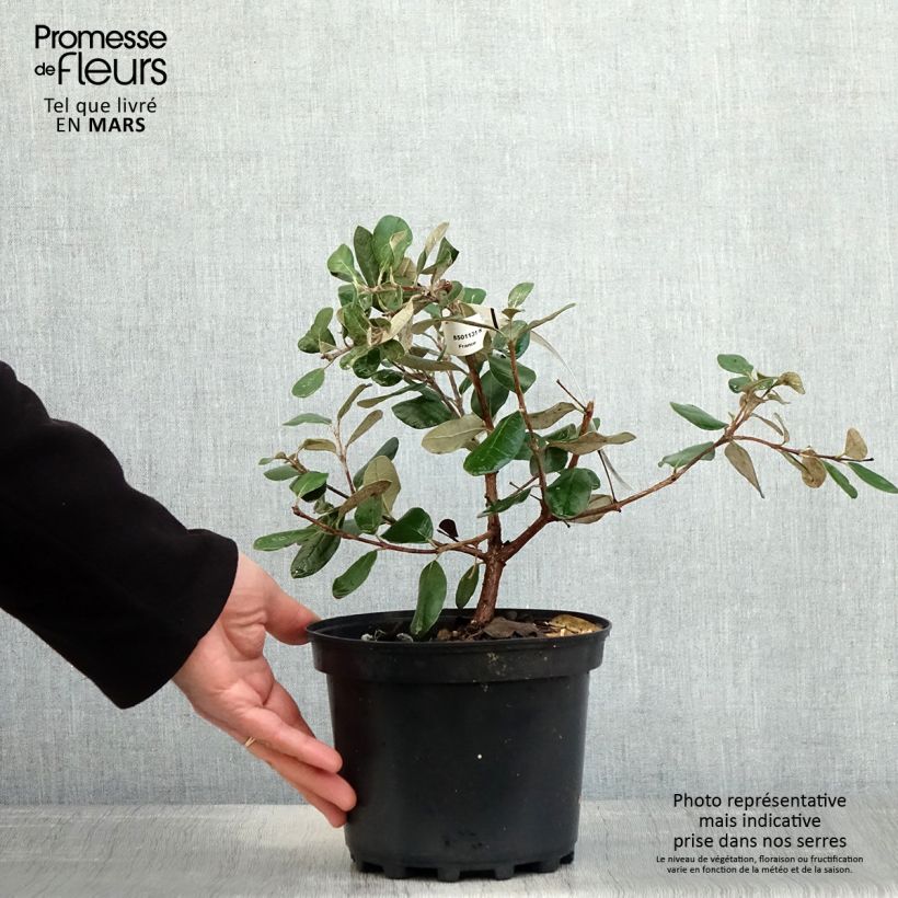 Spécimen de Feijoa ou Acca sellowiana Mammouth - Goyavier du Brésil Pot de 3/4L tel que livré au printemps