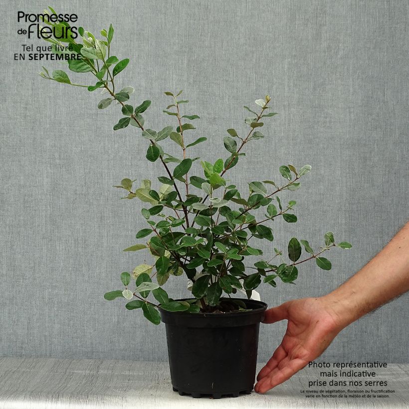 Spécimen de Feijoa ou Acca sellowiana Triumph - Goyavier du Brésil Pot de 3L/4L tel que livré en automne