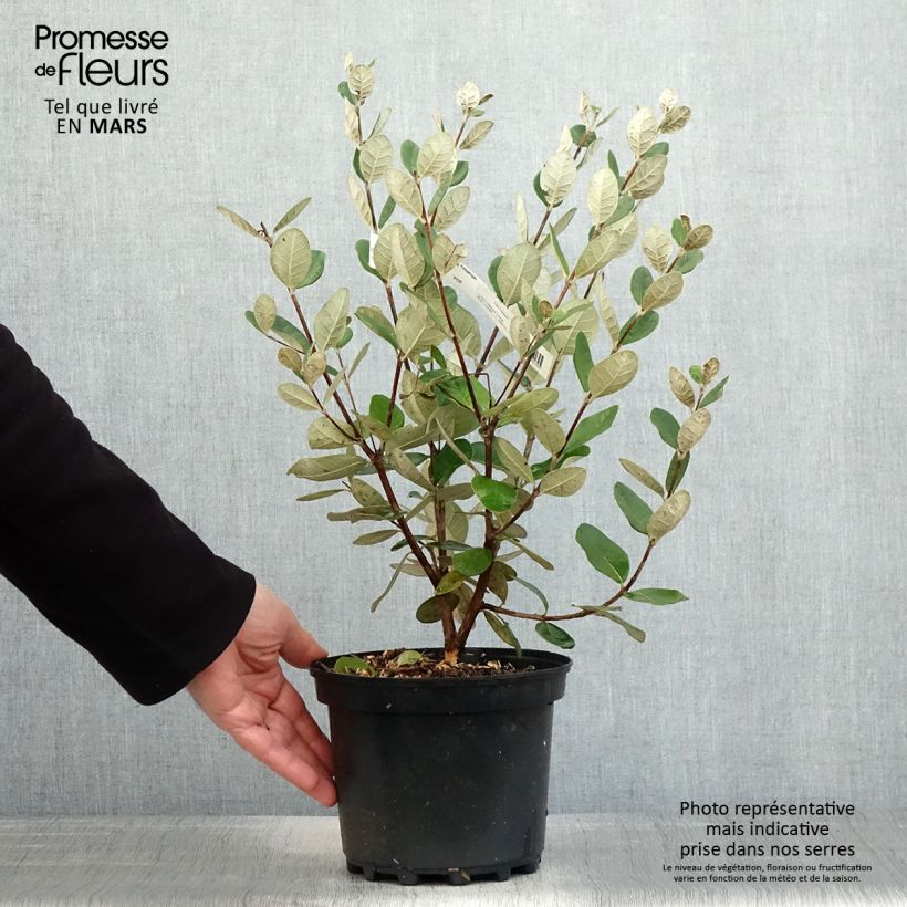 Spécimen de Feijoa ou Acca sellowiana Triumph - Goyavier du Brésil Pot de 3/4L tel que livré au printemps