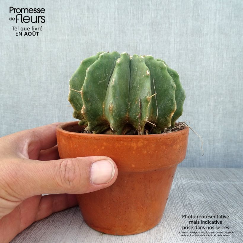 Spécimen de Ferocactus glaucescens Inermis Pot de 12 cm / 13 cm tel que livré en été
