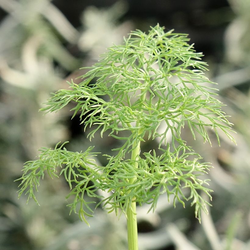 Ferula communis - Grande férule (Feuillage)