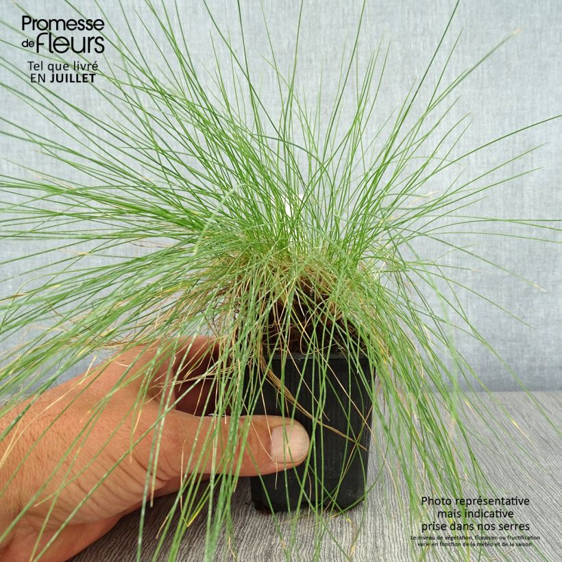 Spécimen de Festuca filiformis - Fétuque à feuilles capillaires Godet de 8/9 cm tel que livré en été