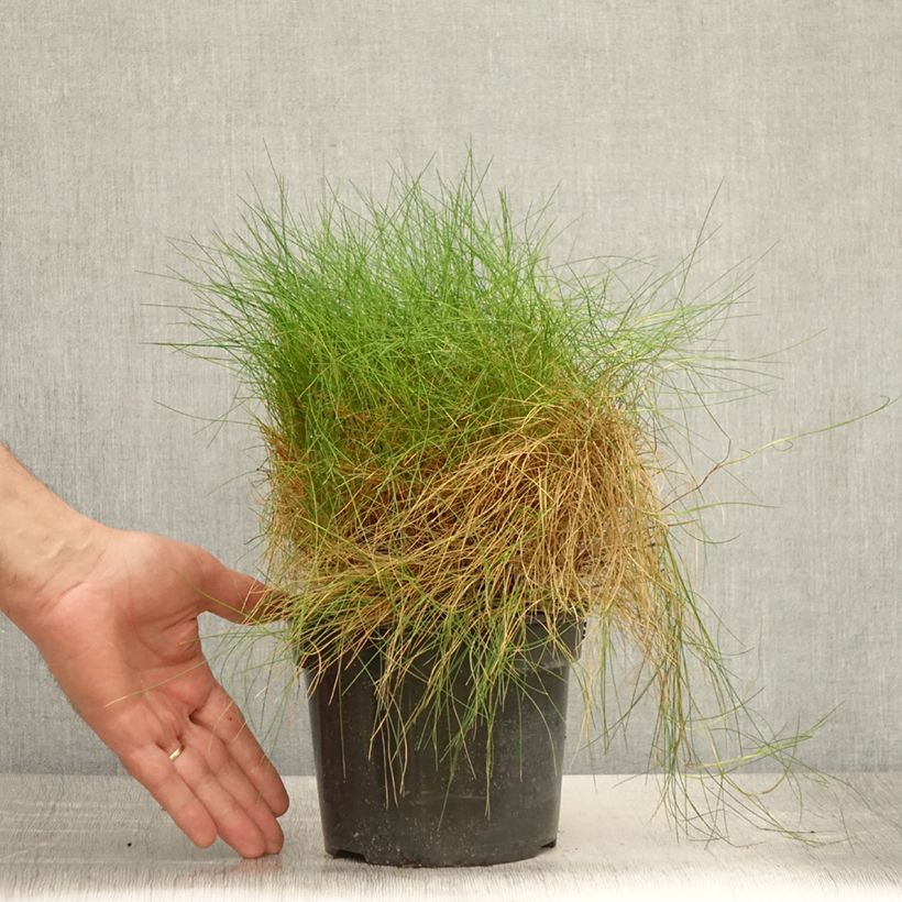 Spécimen de Festuca gautieri - Fétuque de Gautier Pot de 2L/3L tel que livré en été