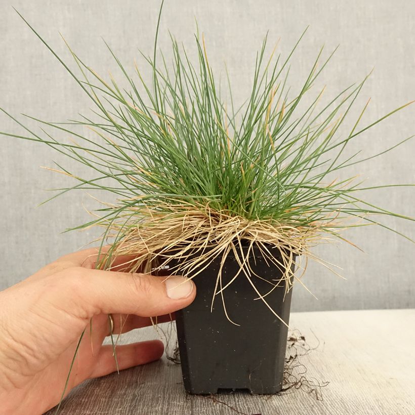 Spécimen de Festuca Intense Blue - Fétuque bleue - godet de 8/9cm tel que livré au printemps