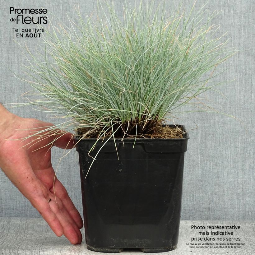 Spécimen de Festuca Intense Blue - Fétuque bleue Pot de 2L/3L tel que livré en été