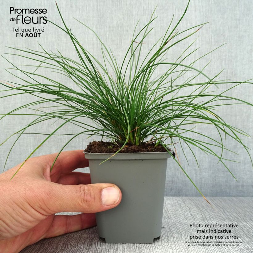 Spécimen de Festuca Sunrise - Fétuque Godet de 8/9 cm tel que livré en été