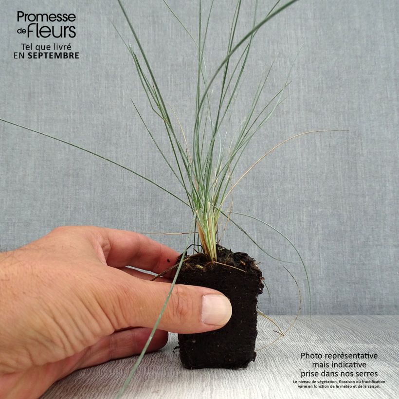 Spécimen de Fétuque bleue Easy Blue - Festuca glauca - Mini-motte Ø 3/4 cm tel que livré en automne