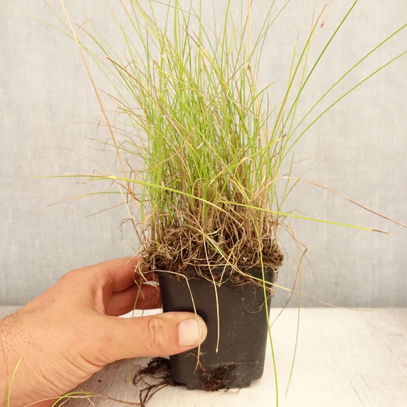 Spécimen de Fétuque des moutons - Festuca ovina Godet de 8/9 cm tel que livré en été