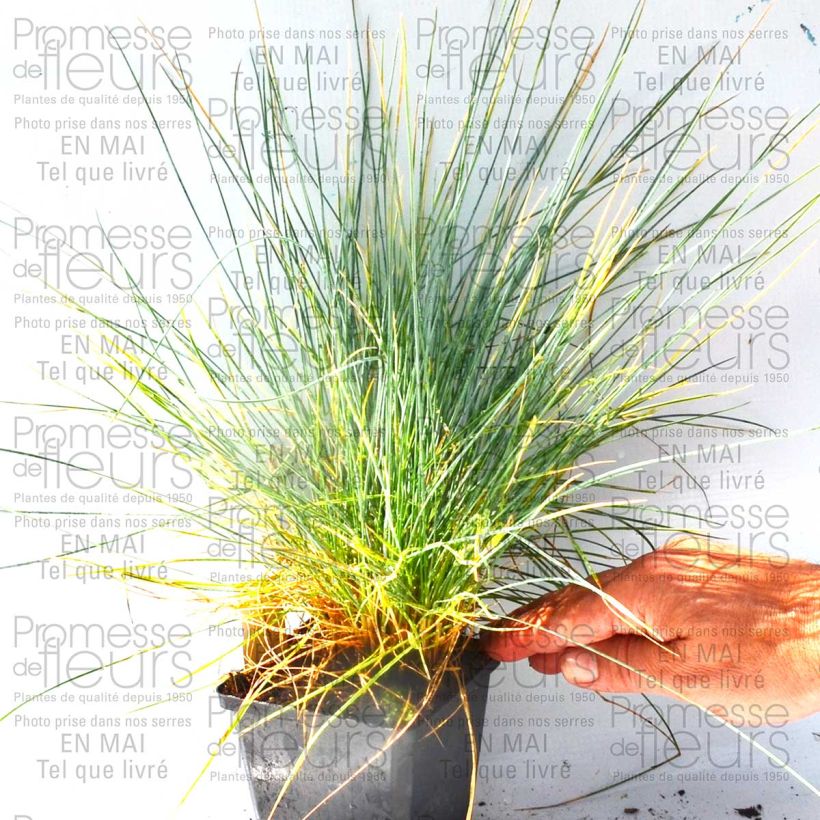 Exemple de spécimen de Fétuque bleue Easy Blue - Festuca glauca - Pot de 2L/3L tel que livré