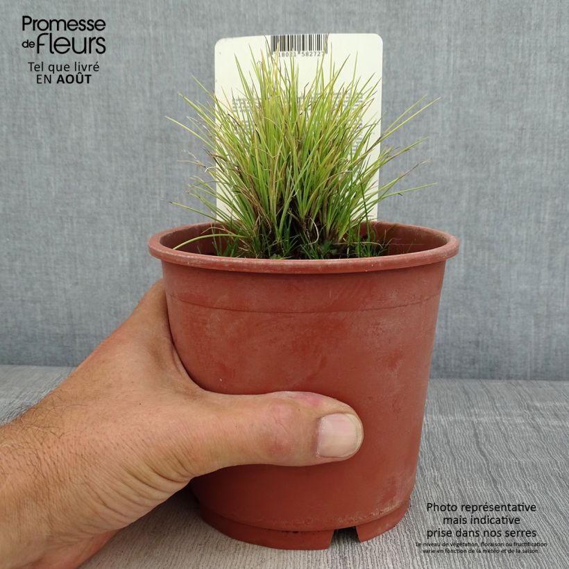 Spécimen de Fetuque, Festuca glauca Golden Toupee Pot de 1L/1,5L tel que livré en été
