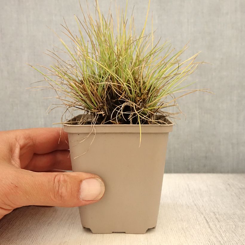 Spécimen de Fetuque, Festuca glauca Golden Toupee Godet de 8/9 cm tel que livré en été