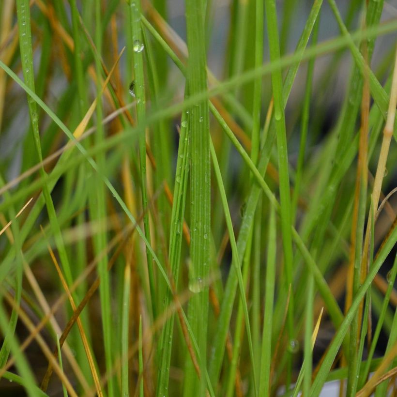 Fétuque - Festuca mairei (Feuillage)