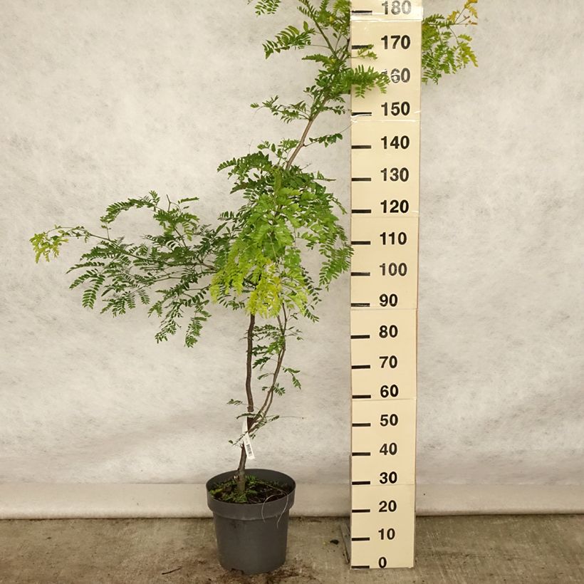 Spécimen de Févier d'Amérique doré - Gleditsia triacanthos Sunburst Pot de 12L/15L tel que livré en été
