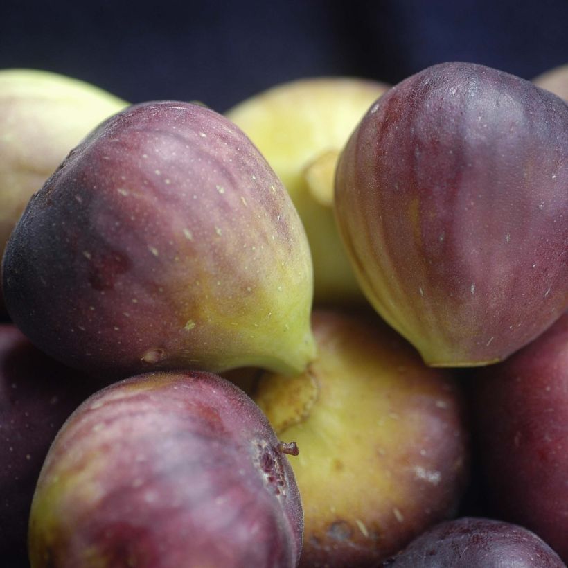 Figuier Brunswick - Ficus carica (Récolte)