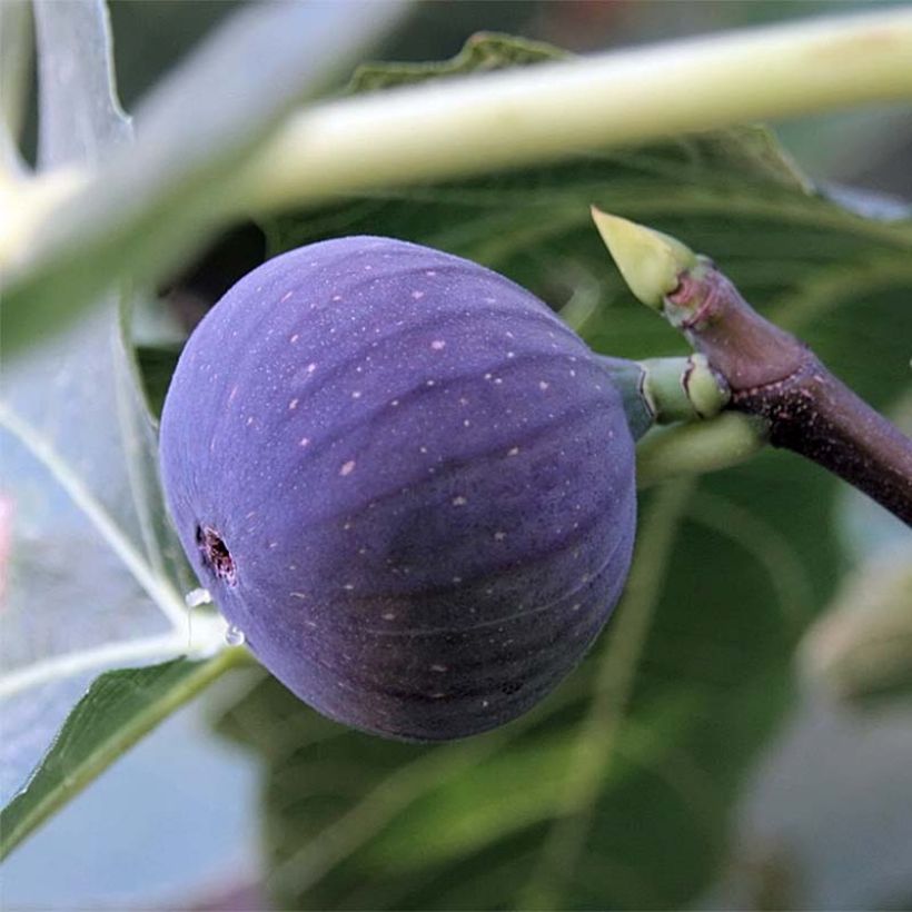 Figuier Ronde De Bordeaux - Ficus carica (Récolte)