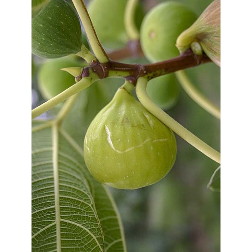 Figuier - Ficus carica Sucre Vert (Récolte)