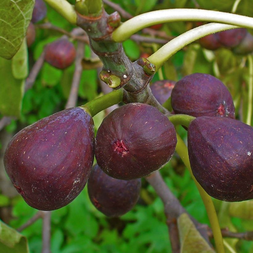 Figuier - Ficus carica Sultane (Récolte)
