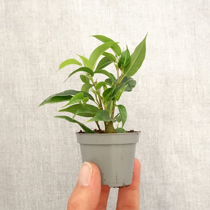 Spécimen de Ficus Natasja - Figuier pleureur nain Mini-plante tel que livré au printemps