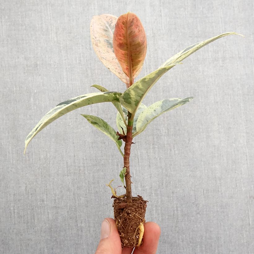 Spécimen de Ficus Shivereana - Caoutchouc panaché Mini-motte Ø 3/4 cm tel que livré au printemps