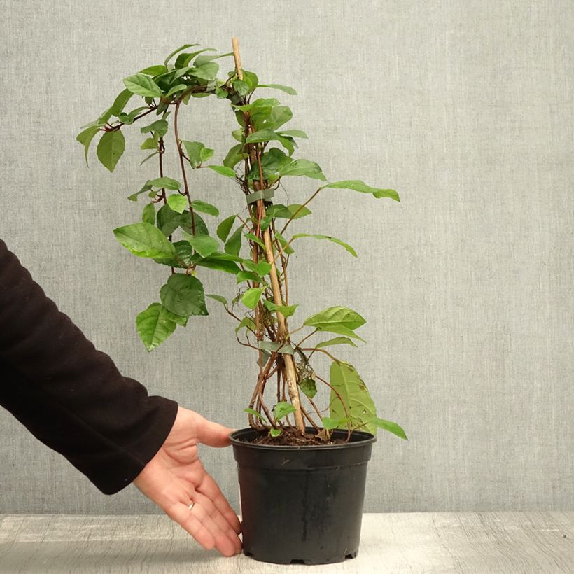 Spécimen de Ficus tikoua - Figuier des guêpes                           Pot de 2L/3L tel que livré en automne