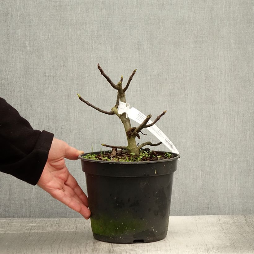 Spécimen de Figuier Bornholm's Diamant - Ficus carica Pot de 4L/5L, Touffe tel que livré en automne